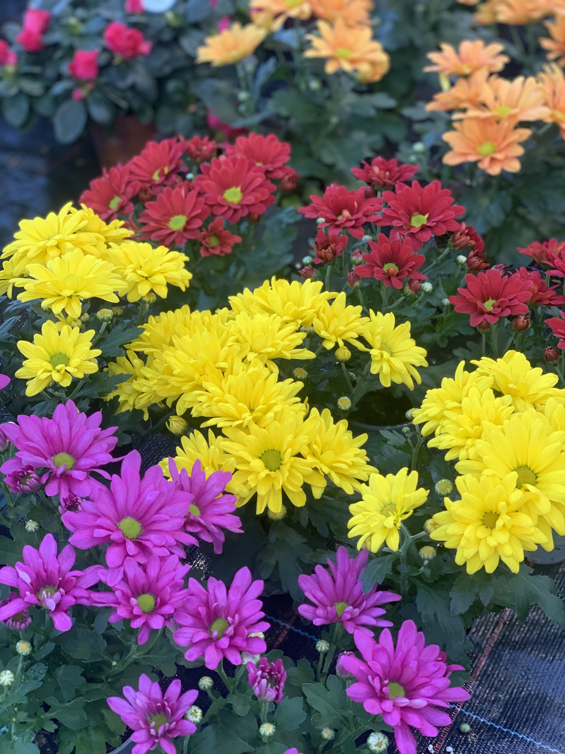 Chrysantemum Rubellum pot 9 - Image 2