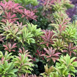 Pieris japonica Mountain Fire pot 14