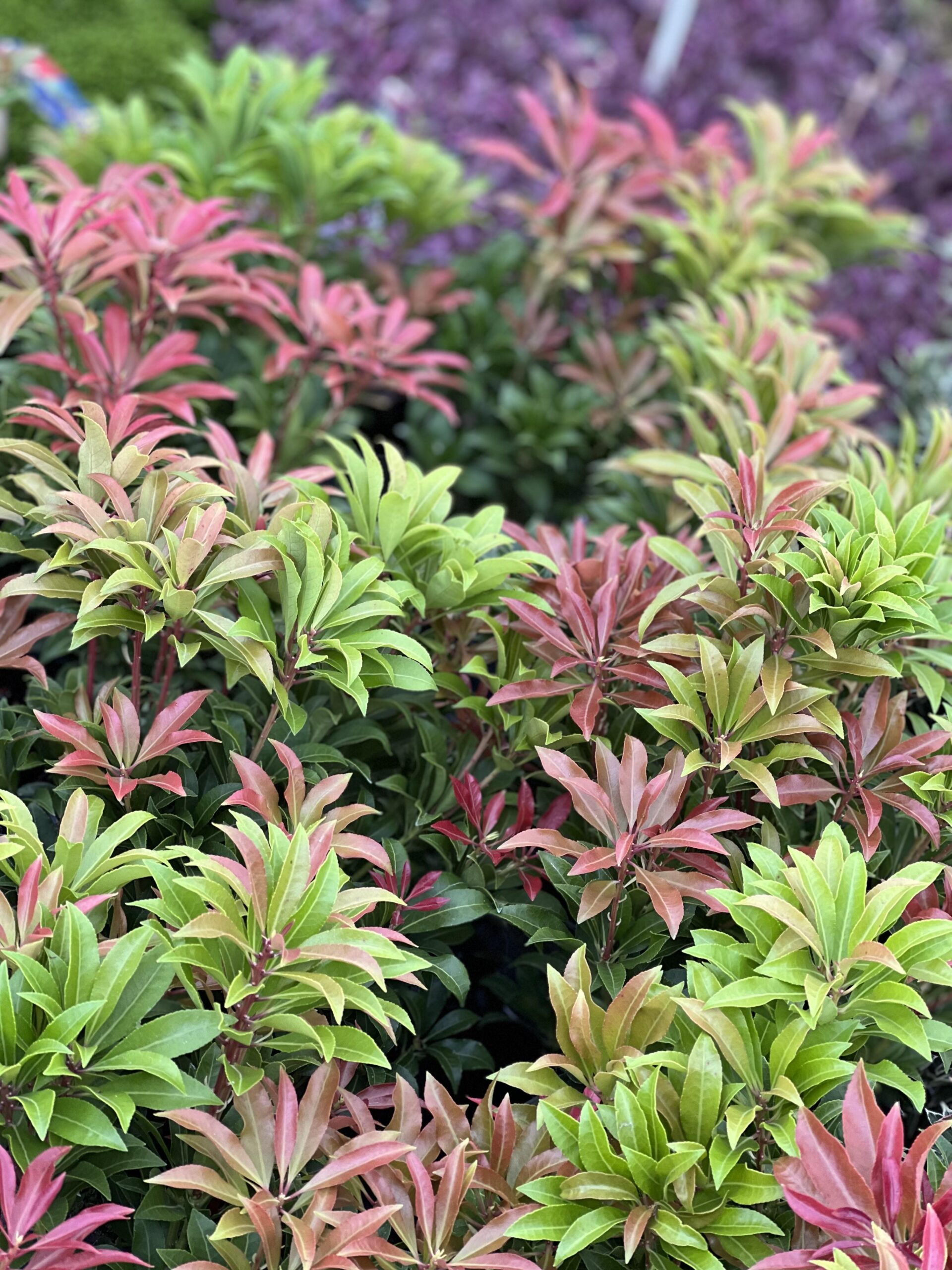 Pieris japonica Mountain Fire pot 14