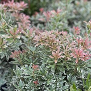 Pieris japonica Little Health pot 14