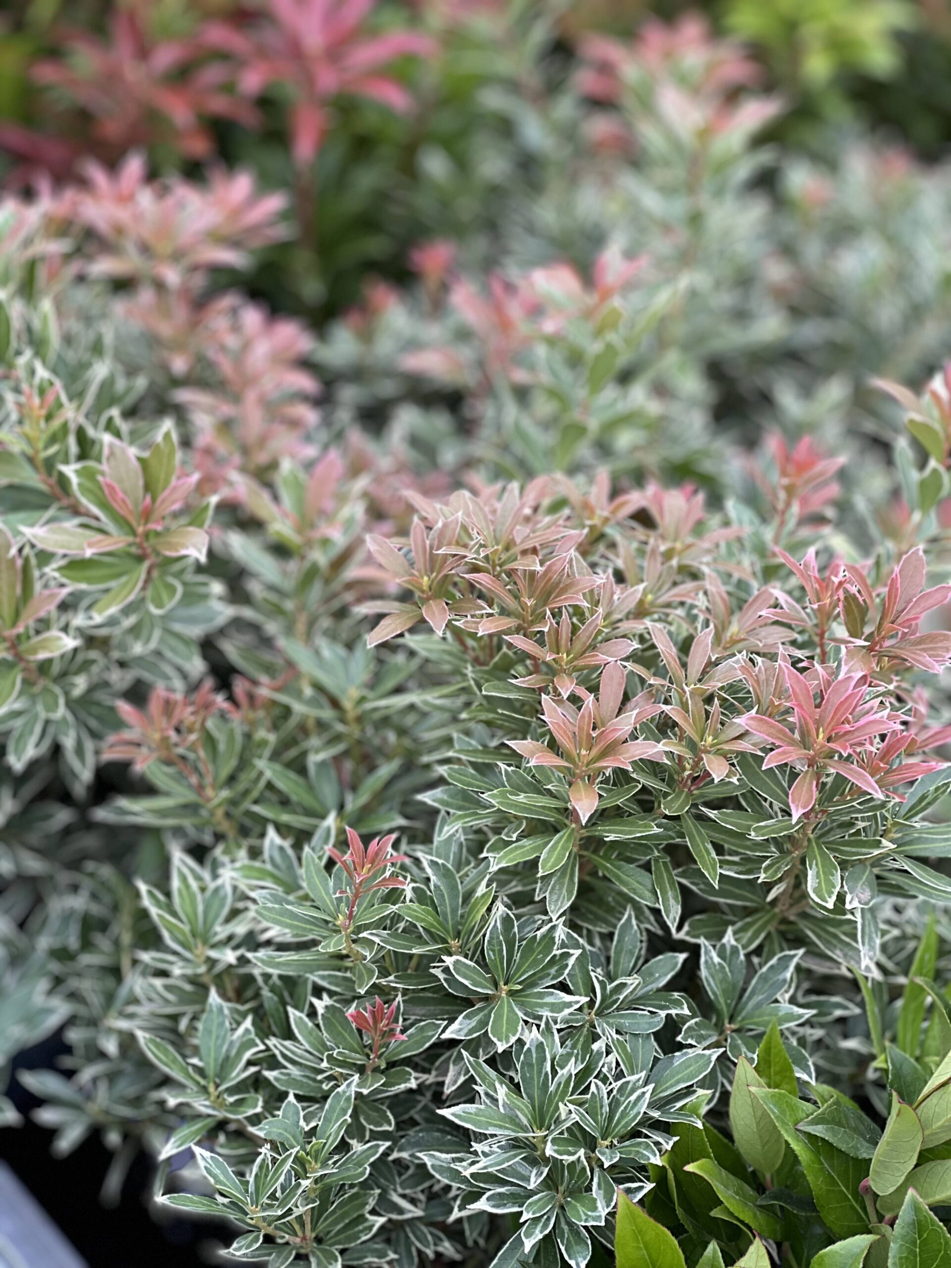 Pieris japonica Little Health pot 14