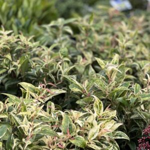 Leucothoe Walteri Makijaz pot 14