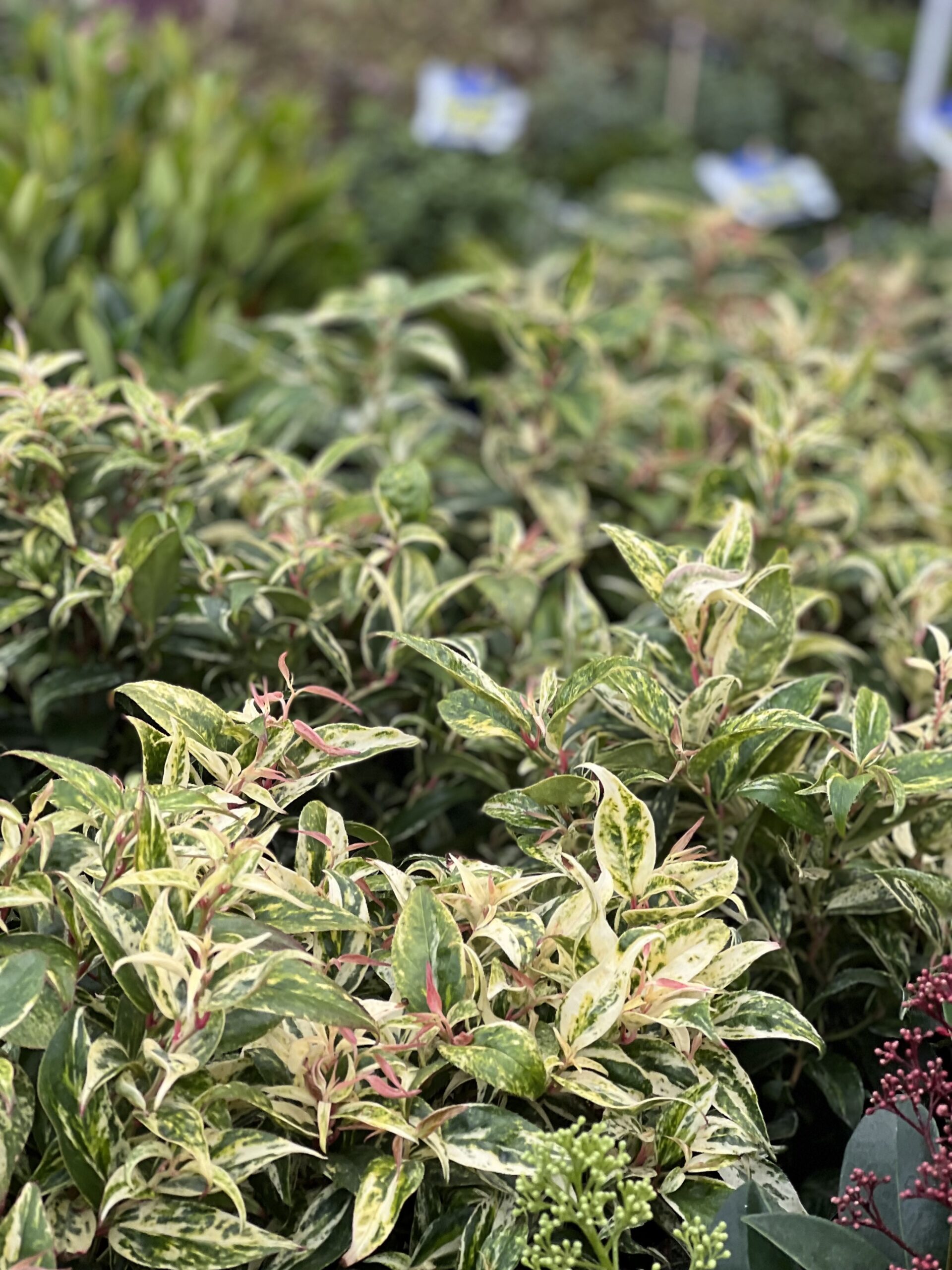 Leucothoe Walteri Makijaz pot 14