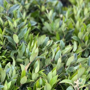 Leucothoe Walteri Zeblid pot 14