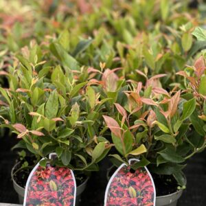 Leucothoe Walter Zeblid pot 10