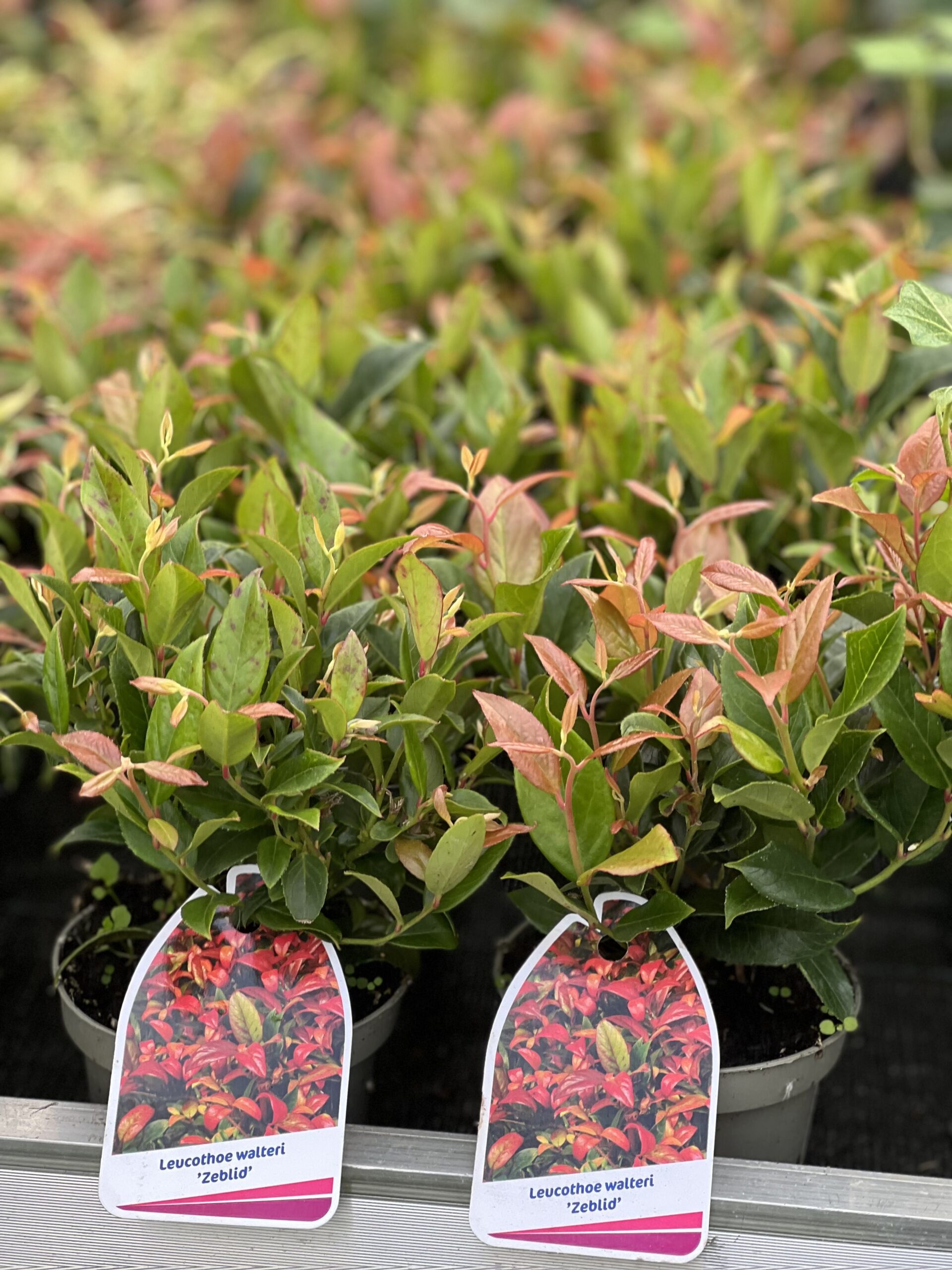 Leucothoe Walter Zeblid pot 10