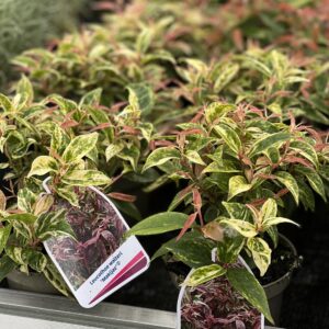 Leucothoe Walter Makijaz pot 10