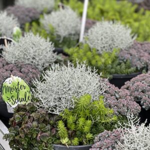 Sedum Mix XXL
