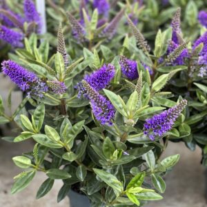 Hebe Addenda - Struikveronica pot 10,5