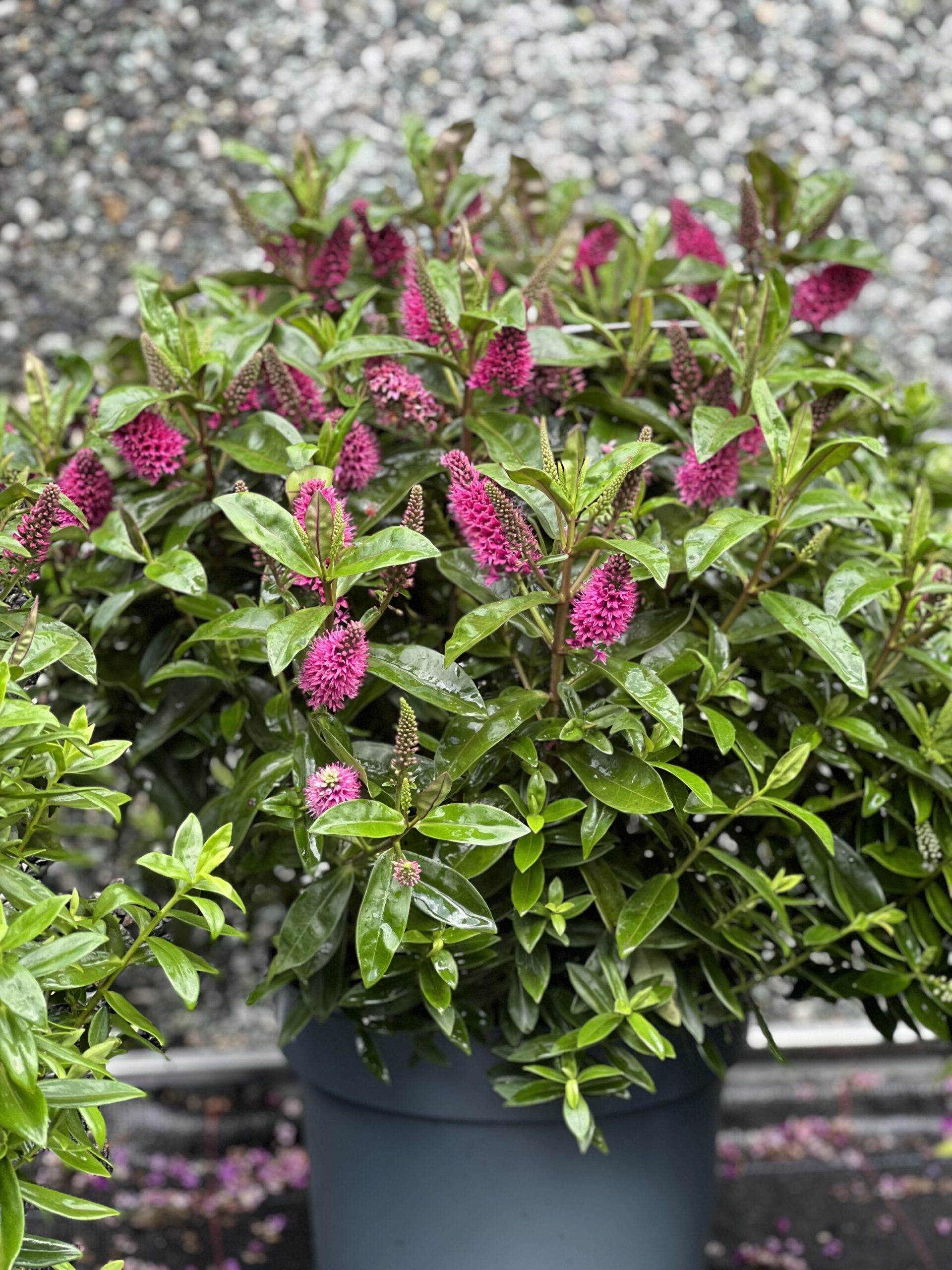 Hebe Addenda XXL - Struikveronica pot 27 - Image 2