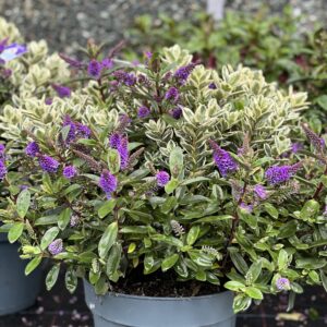 Hebe Addenda XXL - Struikveronica pot 27