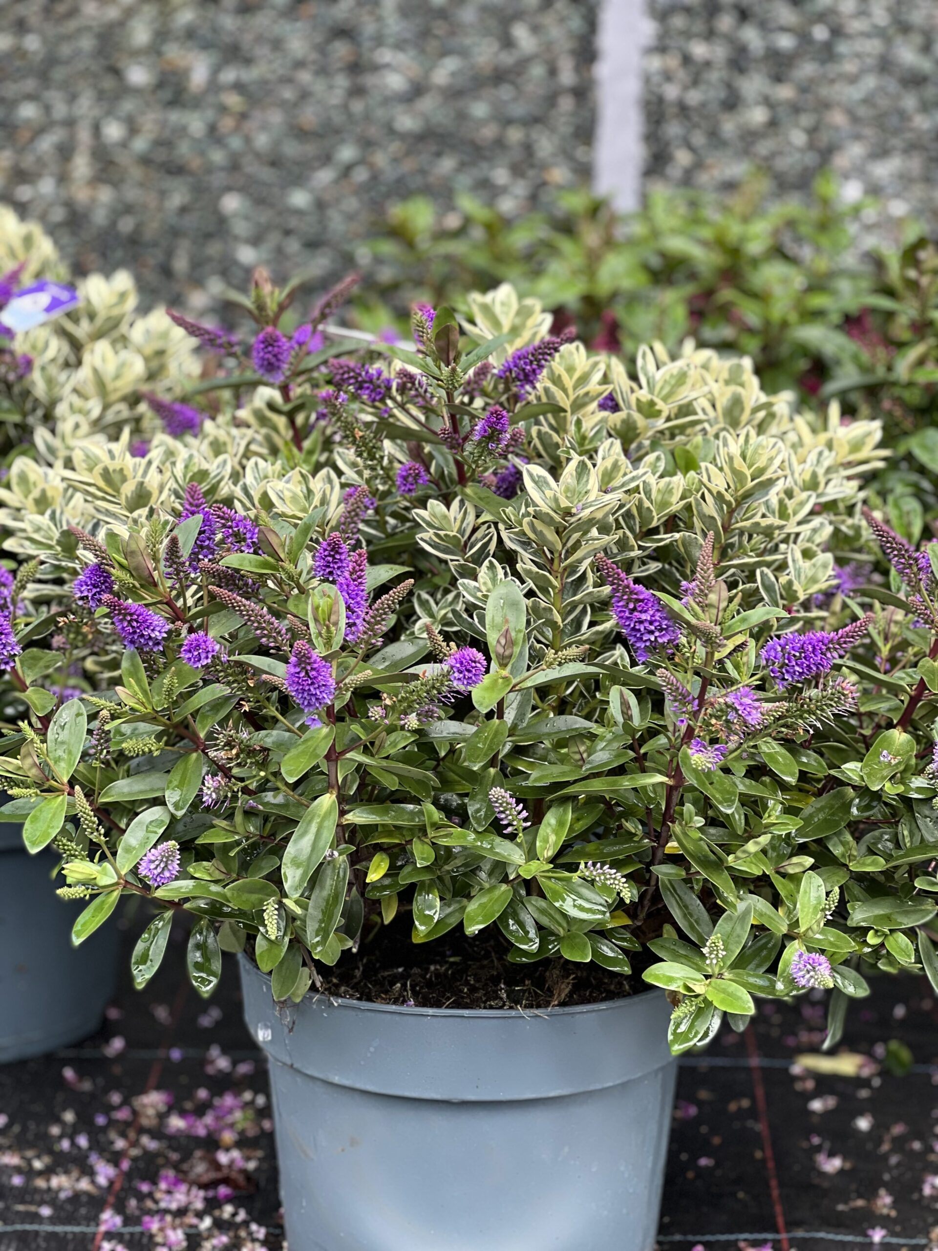 Hebe Addenda XXL - Struikveronica pot 27