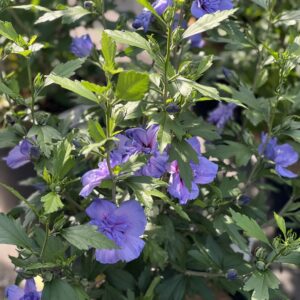 Hibiscus syriacus Blue Chiffon
