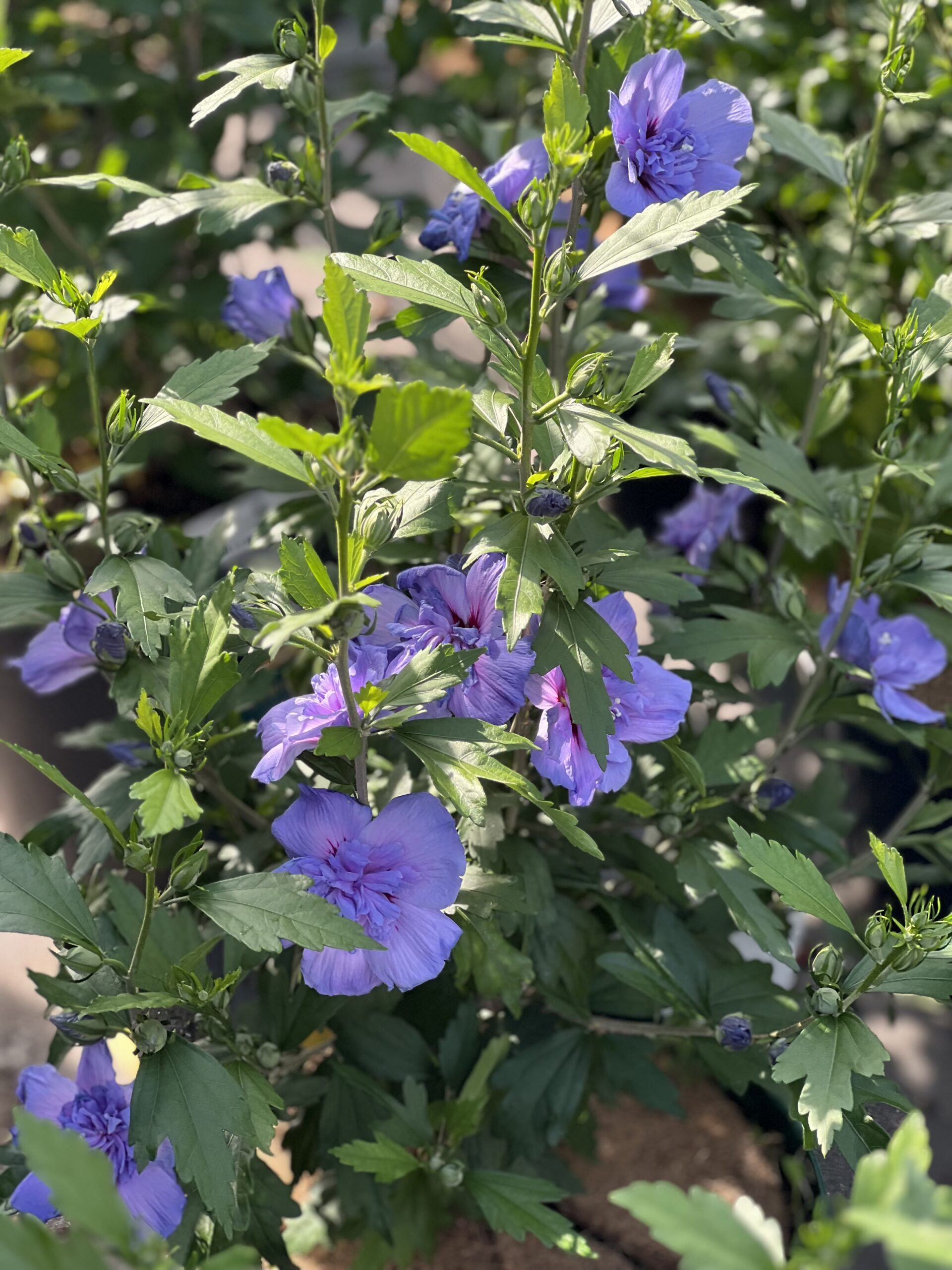Hibiscus syriacus Blue Chiffon