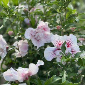 Hibiscus syriacus Starbust Chiffon Noble
