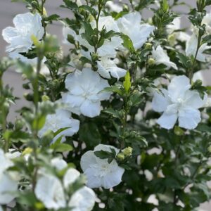 Hibiscus syriacus White Chiffon