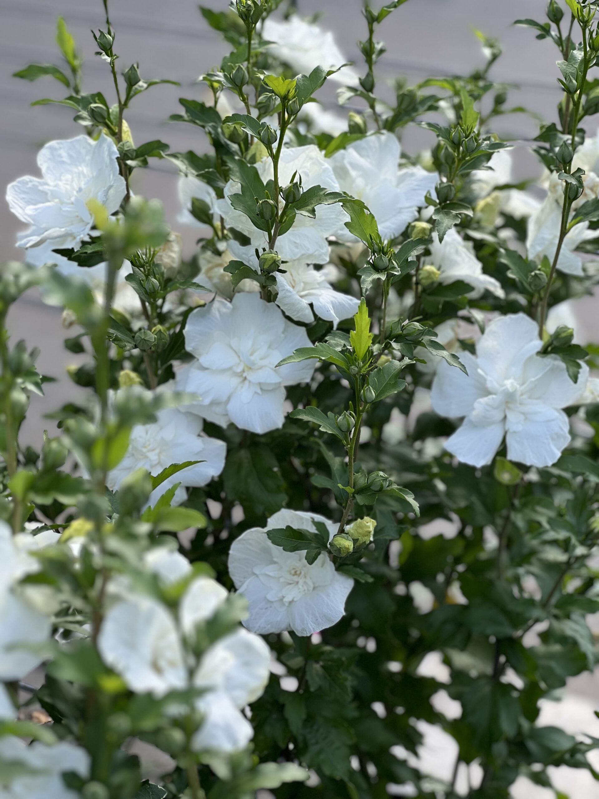 Hibiscus syriacus White Chiffon