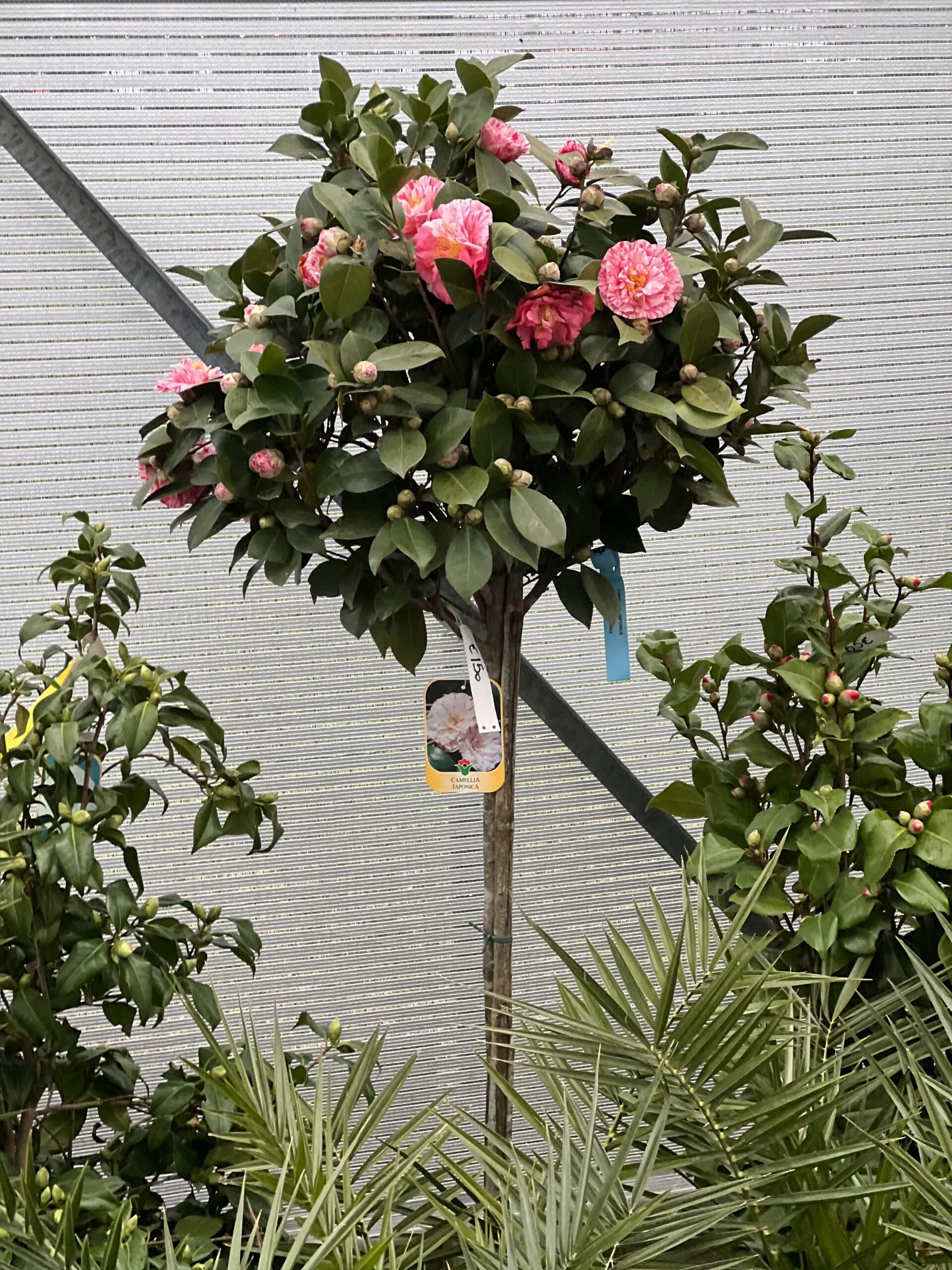 Camelia Japonica Stam 180 cm - Image 2