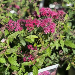 Spiraea japonica Dart's Red - Spierstruik
