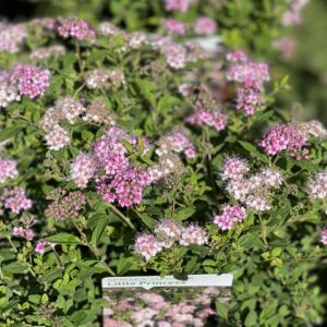 Spiraea japonica Little Princess - Spierstruik
