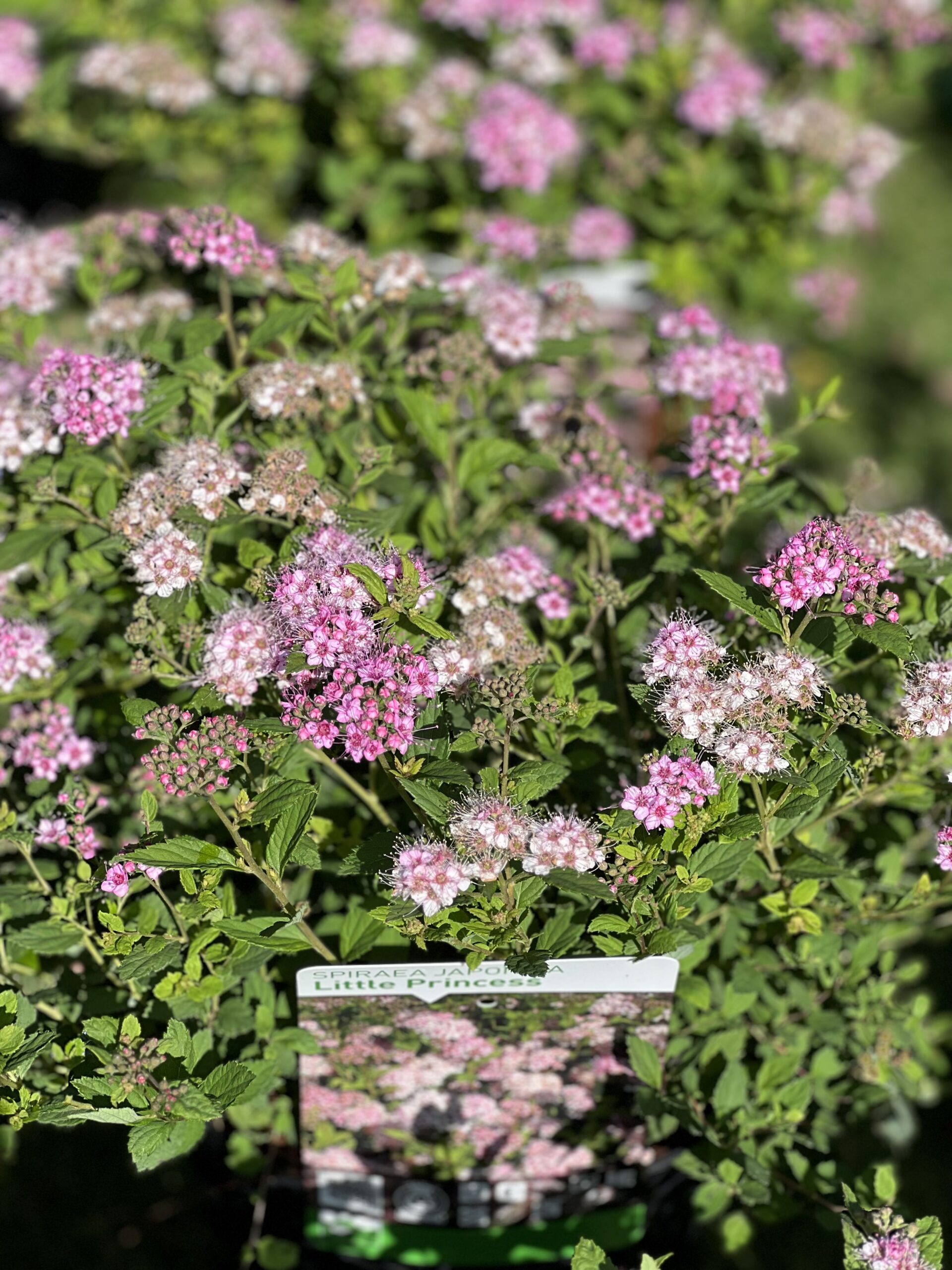 Spiraea japonica Little Princess - Spierstruik