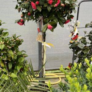 Camelia Japonica Stam 180 cm