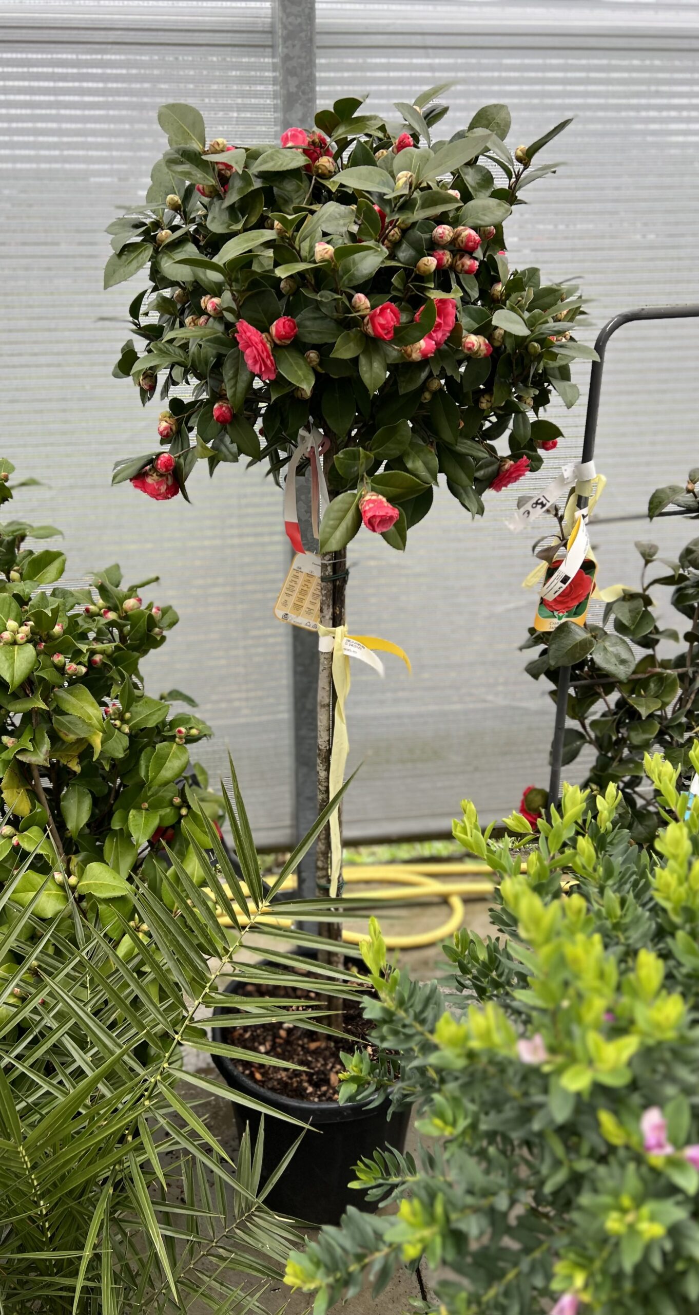 Camelia Japonica Stam 180 cm