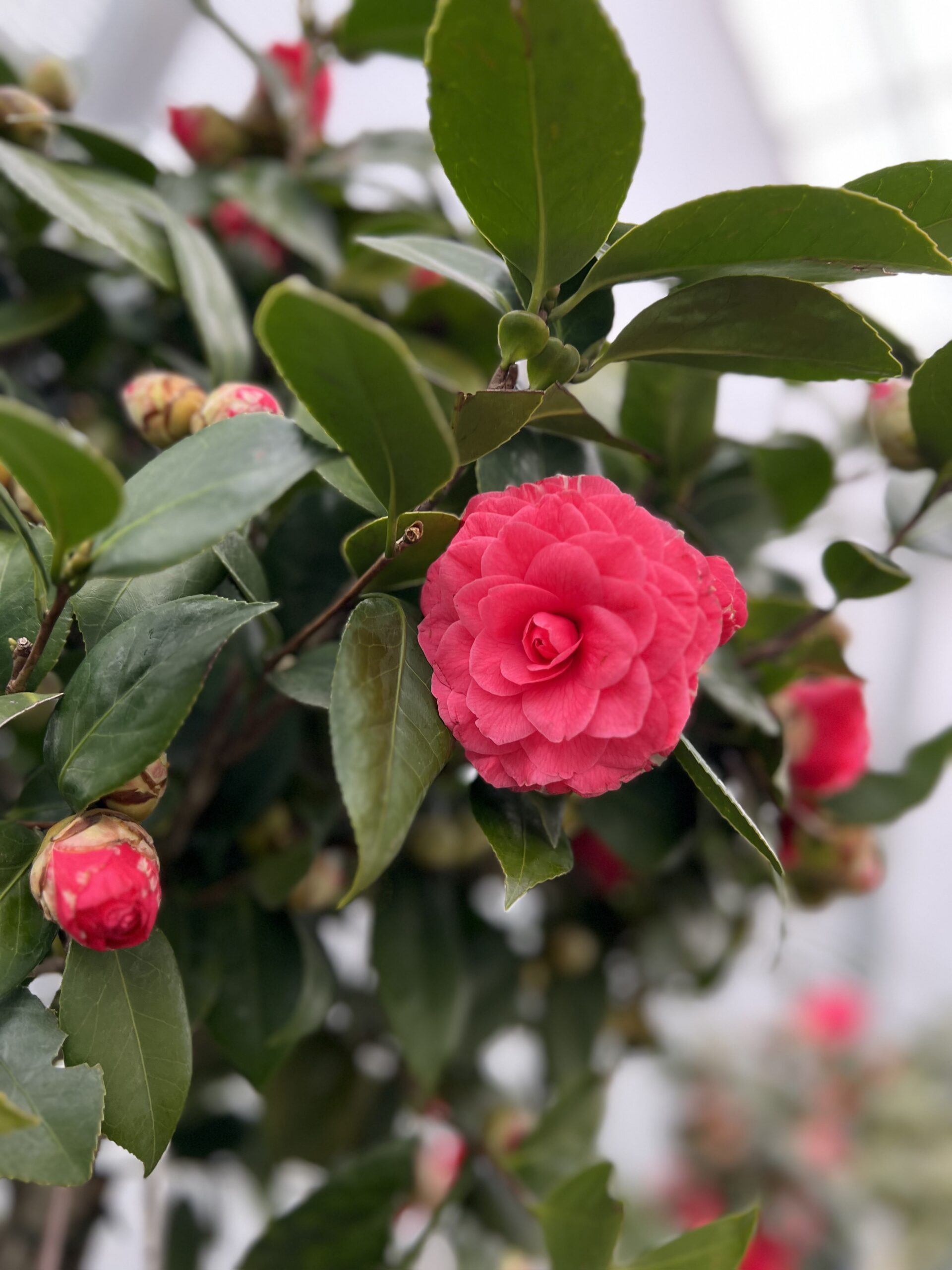Camelia Japonica Stam 180 cm - Image 3