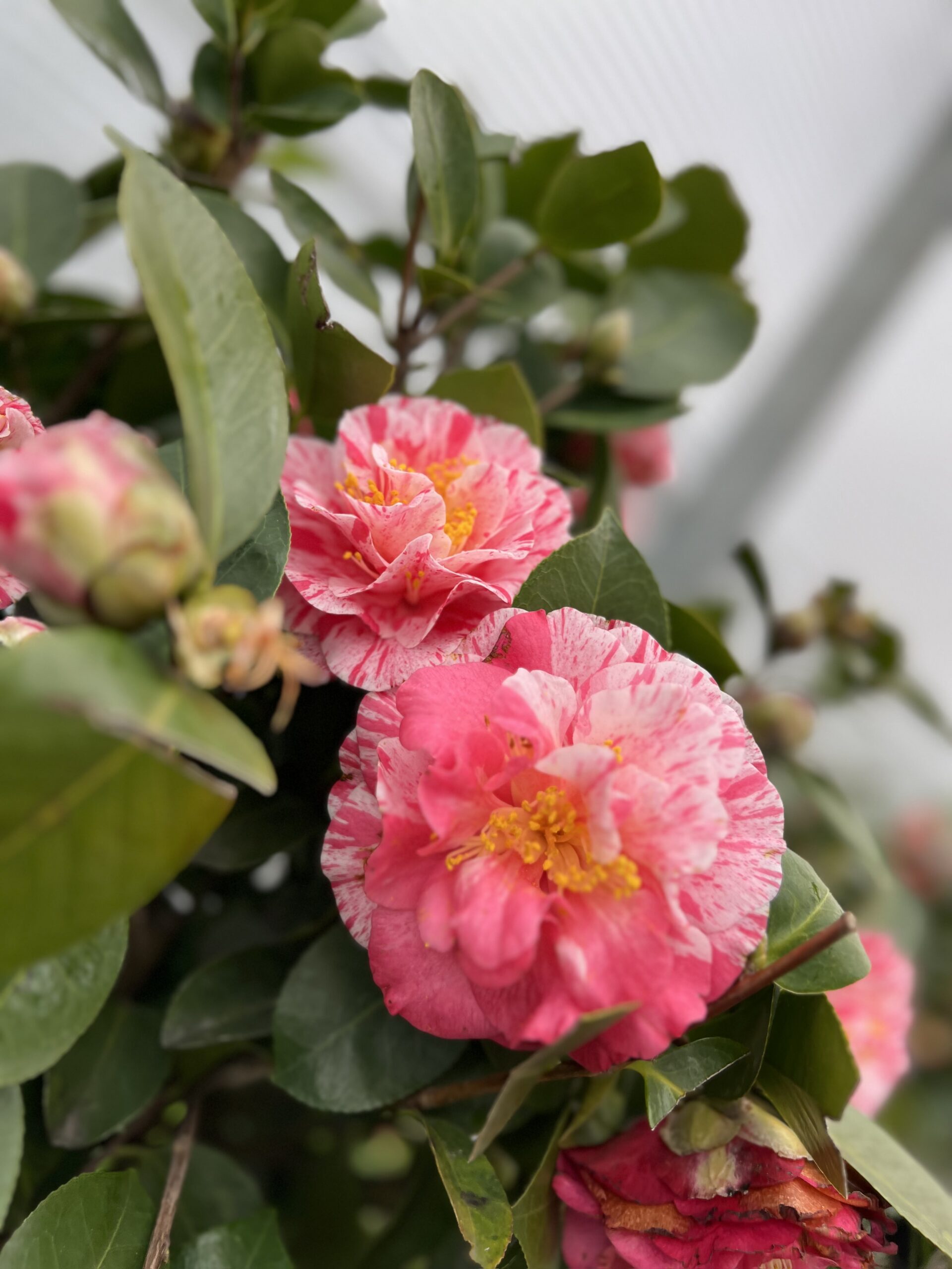 Camelia Japonica op kader - Image 3