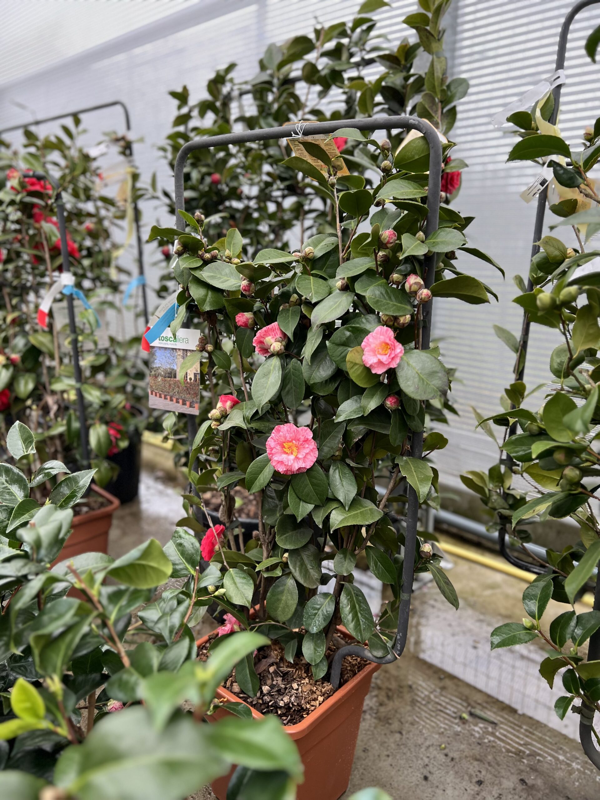 Camelia Japonica op kader - Image 4