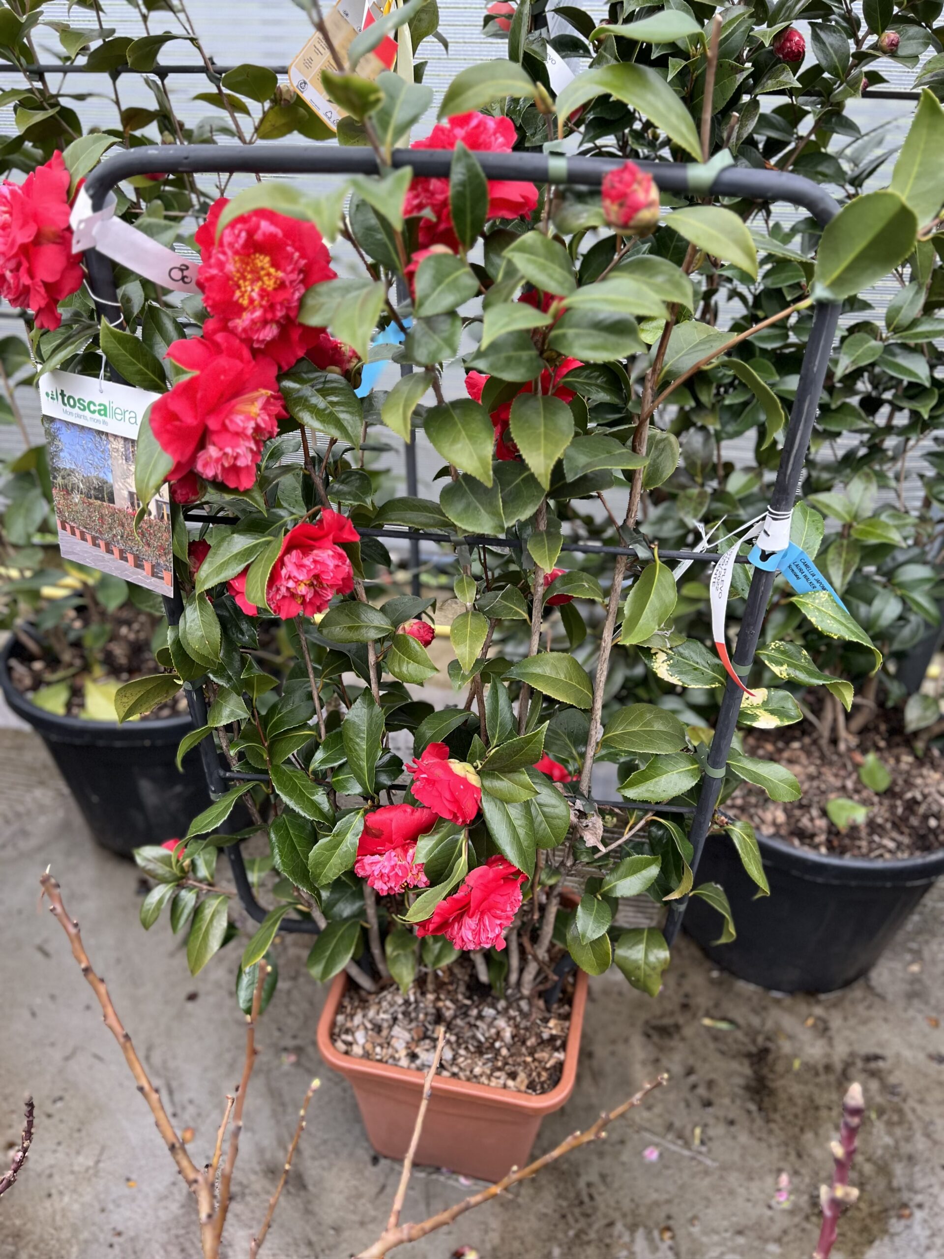 Camelia Japonica op kader - Image 5