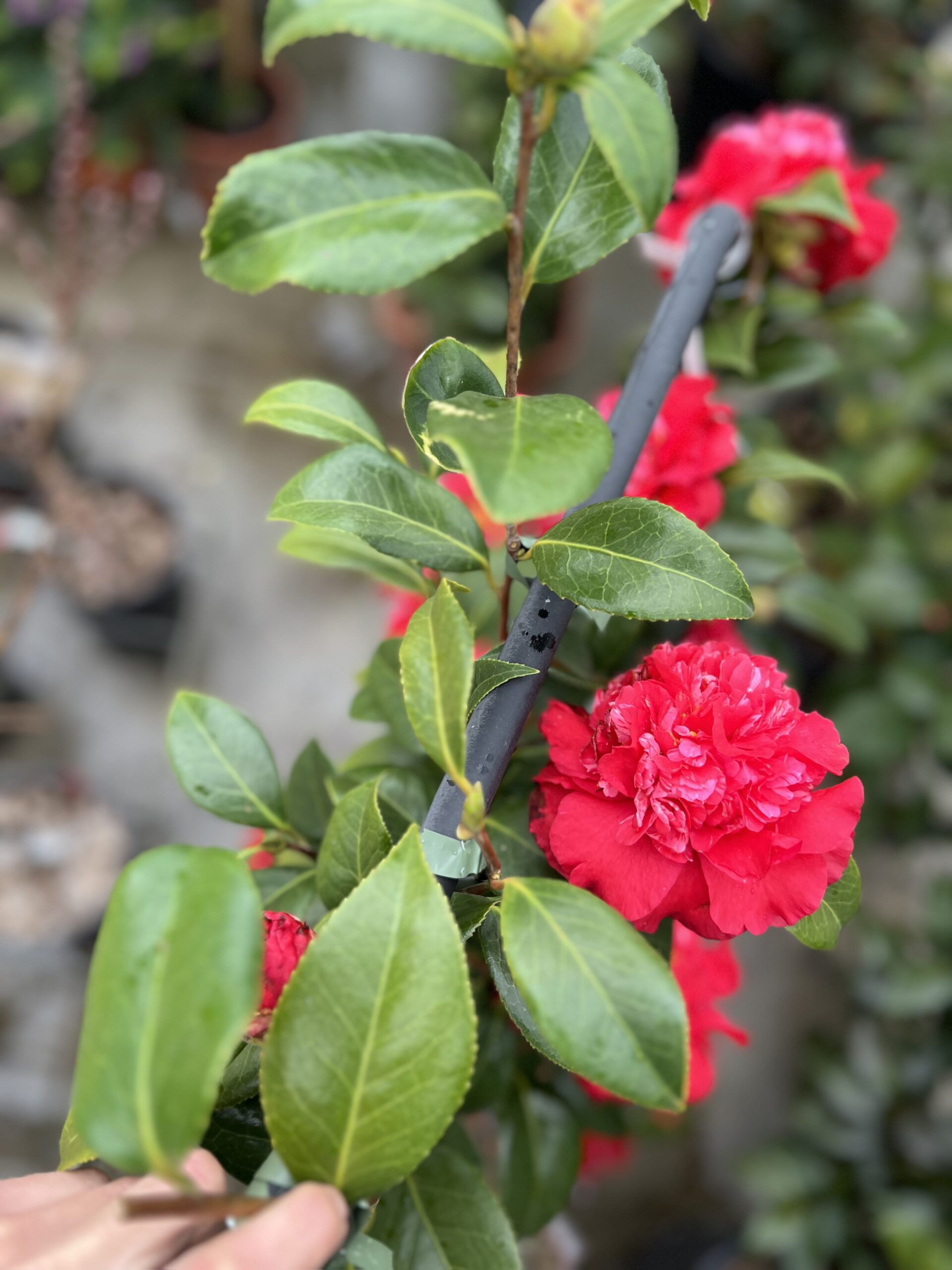 Camelia Japonica op kader XL - Image 6