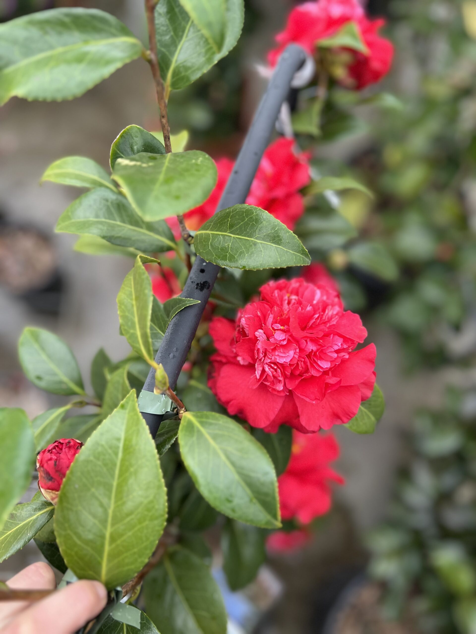 Camelia Japonica op kader - Image 6