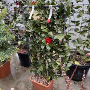 Camelia Japonica op kader
