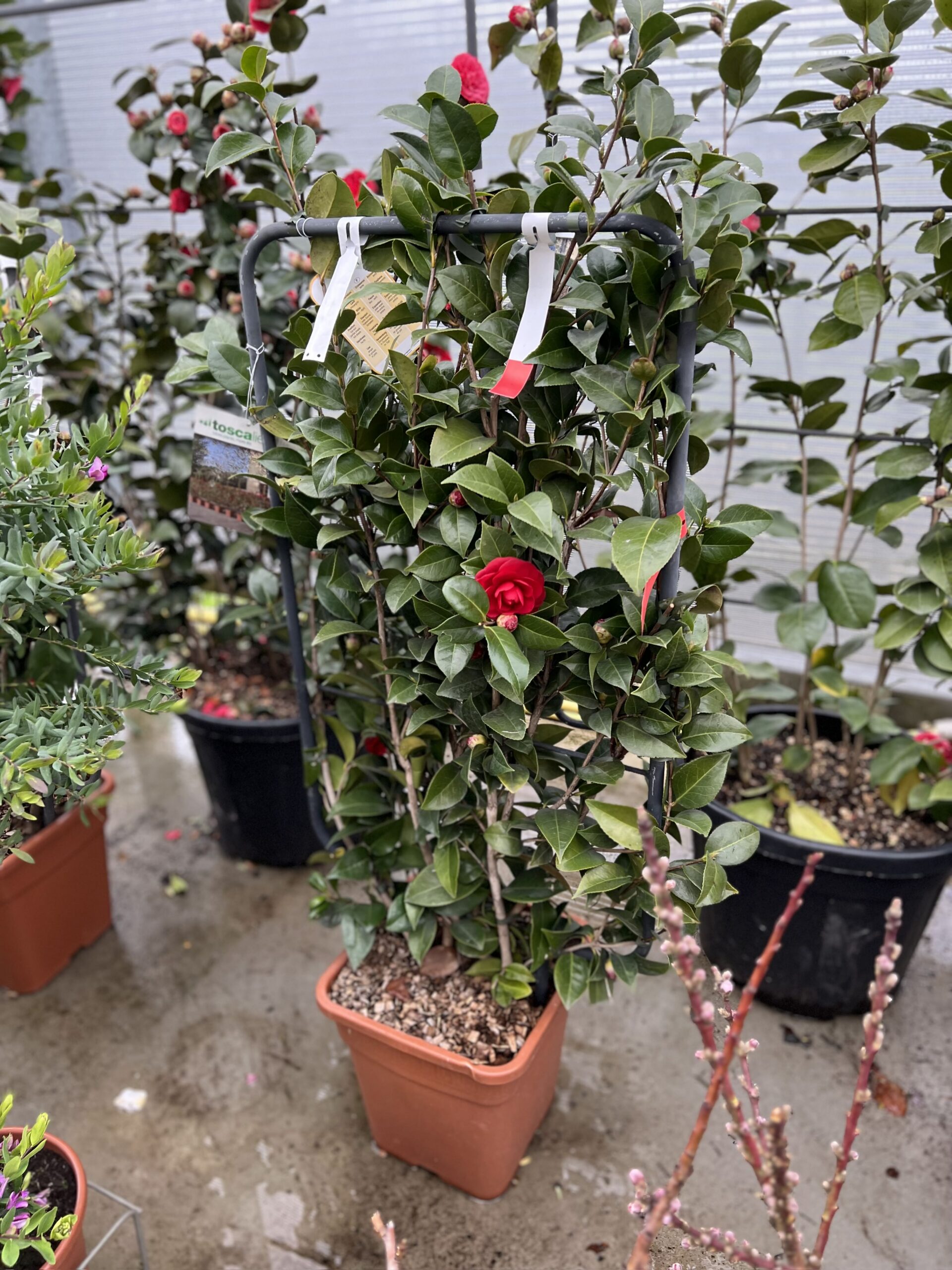 Camelia Japonica op kader