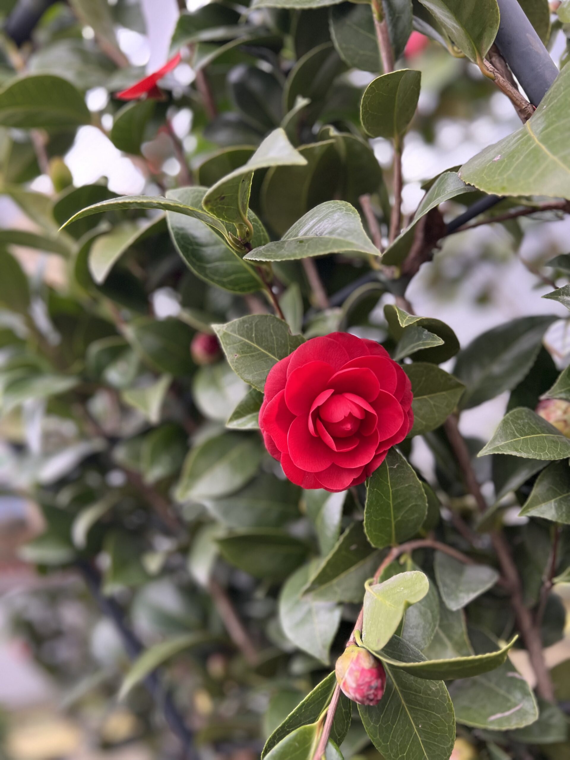 Camelia Japonica op kader - Image 2