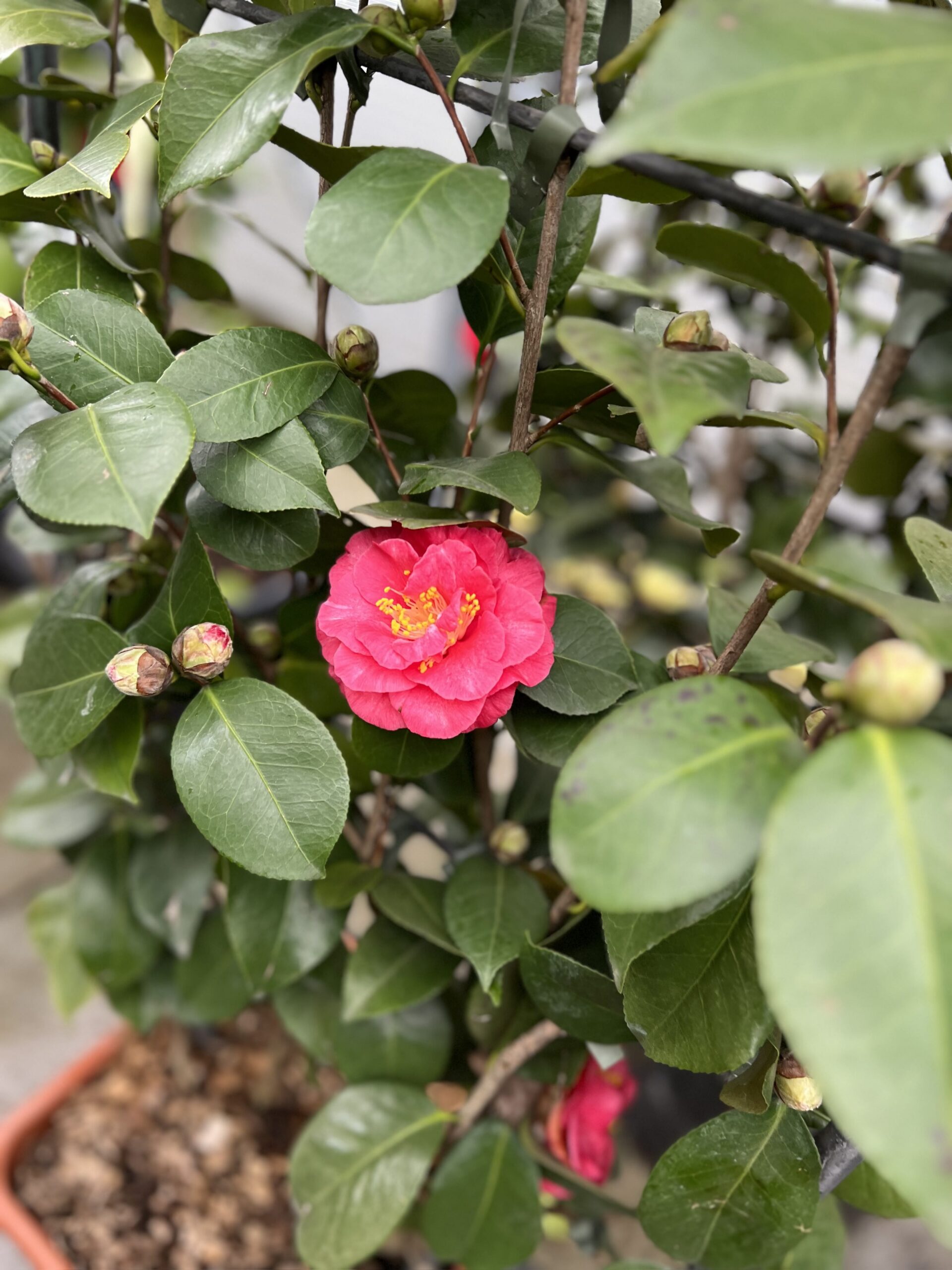 Camelia Japonica op kader - Image 7