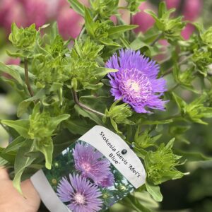 Stokesia Laevis Mels Blue - Korenbloemaster
