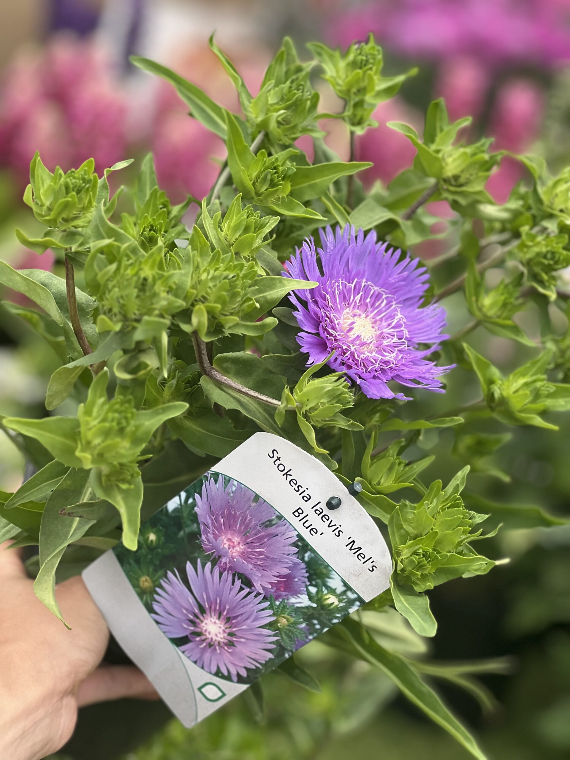 Stokesia Laevis Mels Blue - Korenbloemaster