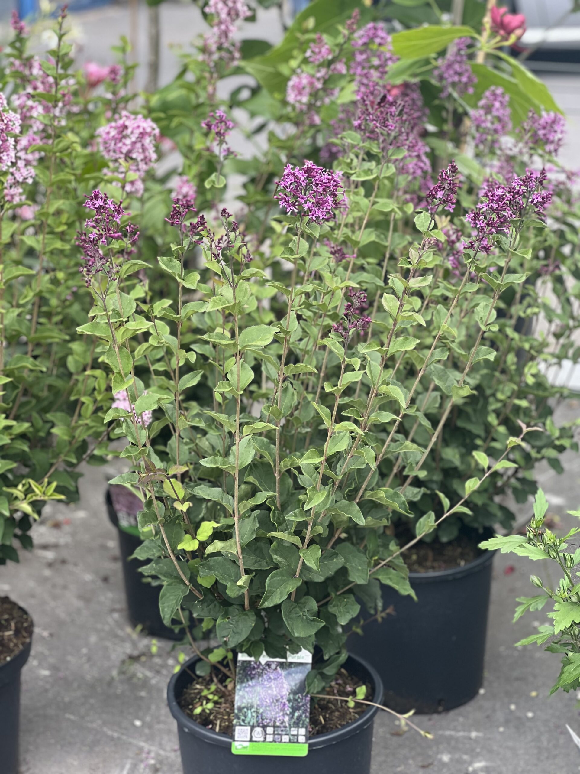 Syringa Bloomerang Dark Purple 10L - Image 2