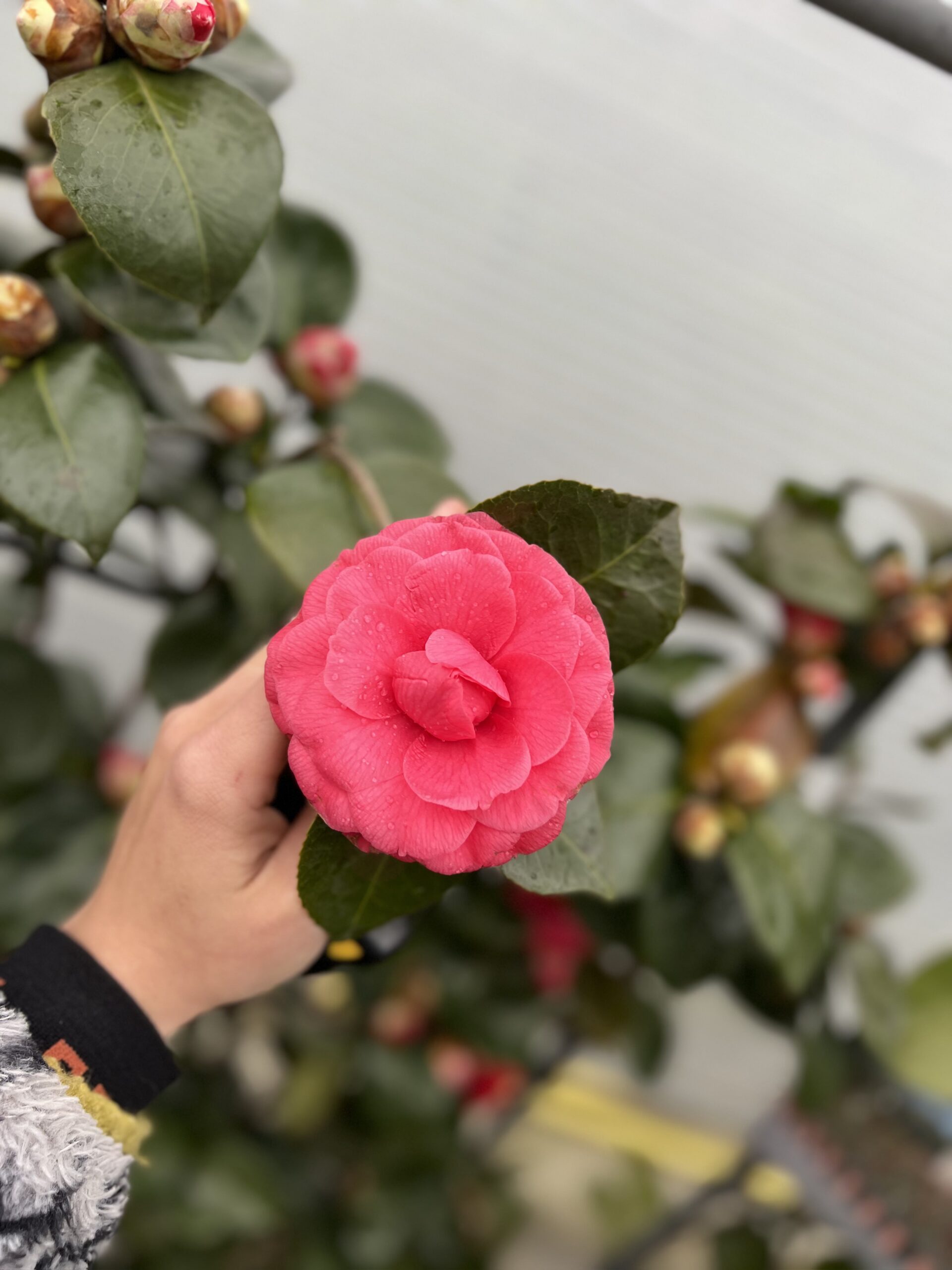 Camelia Japonica op kader XL - Image 5