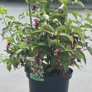 Leycesteria formosa Purple Rain - Fazantenbes groot formaat