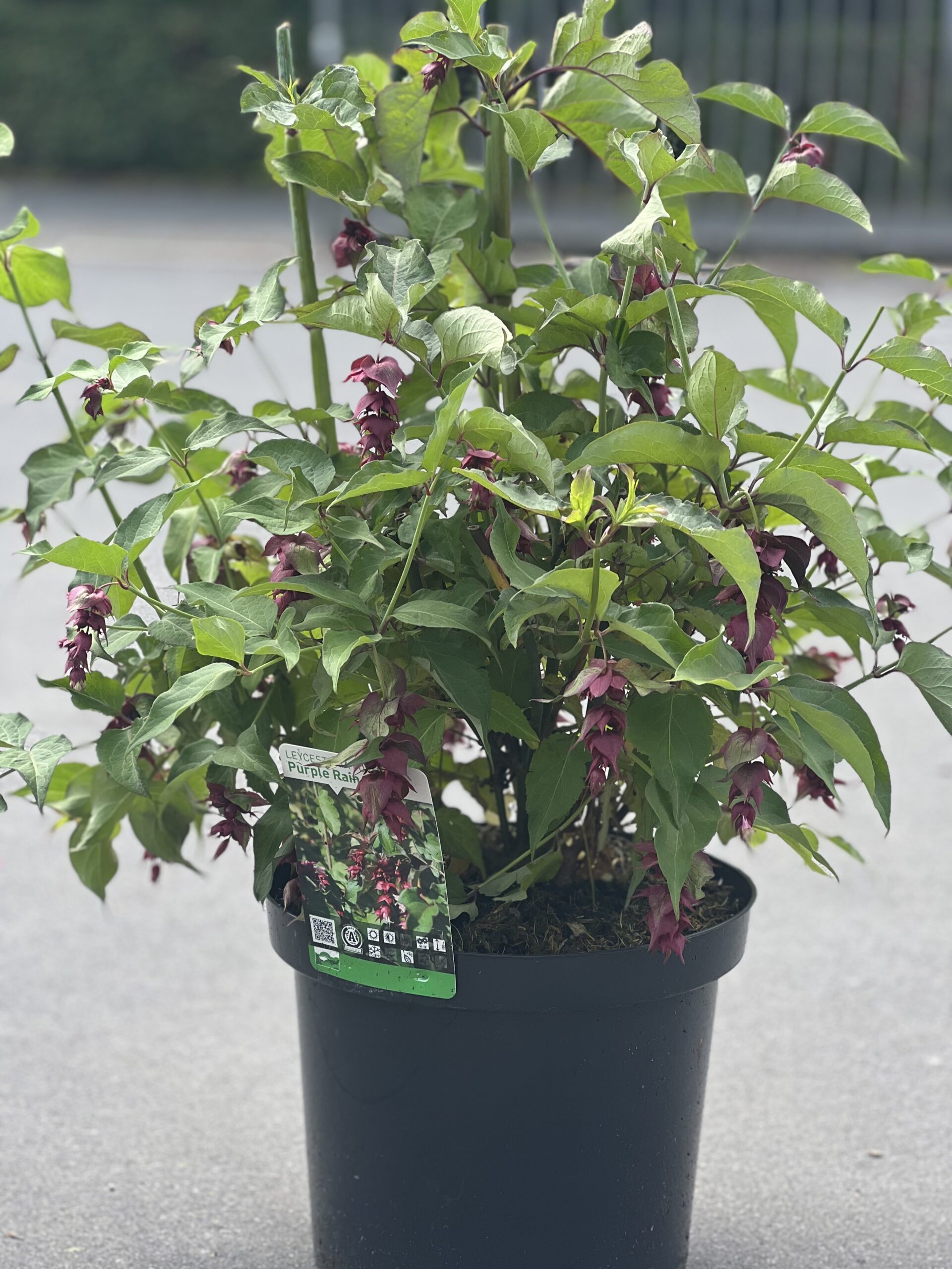 Leycesteria formosa Purple Rain - Fazantenbes groot formaat