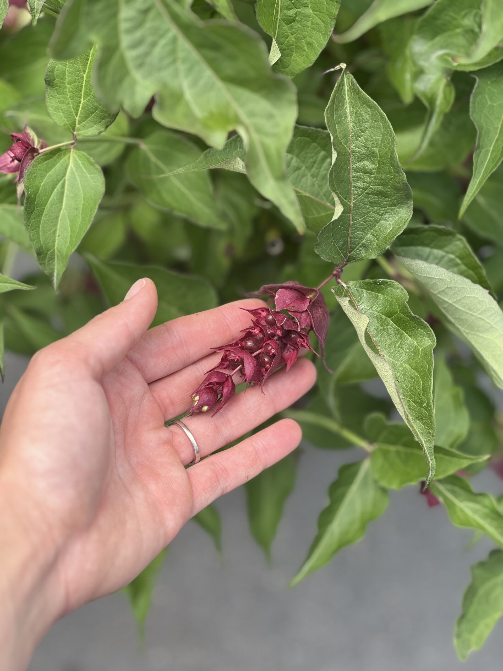 Leycesteria formosa Purple Rain - Fazantenbes groot formaat - Image 2