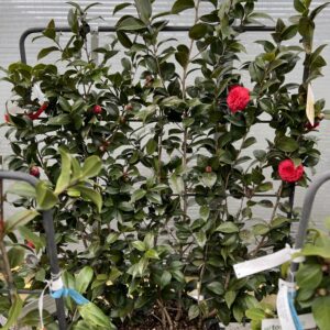 Camelia Japonica op kader XL