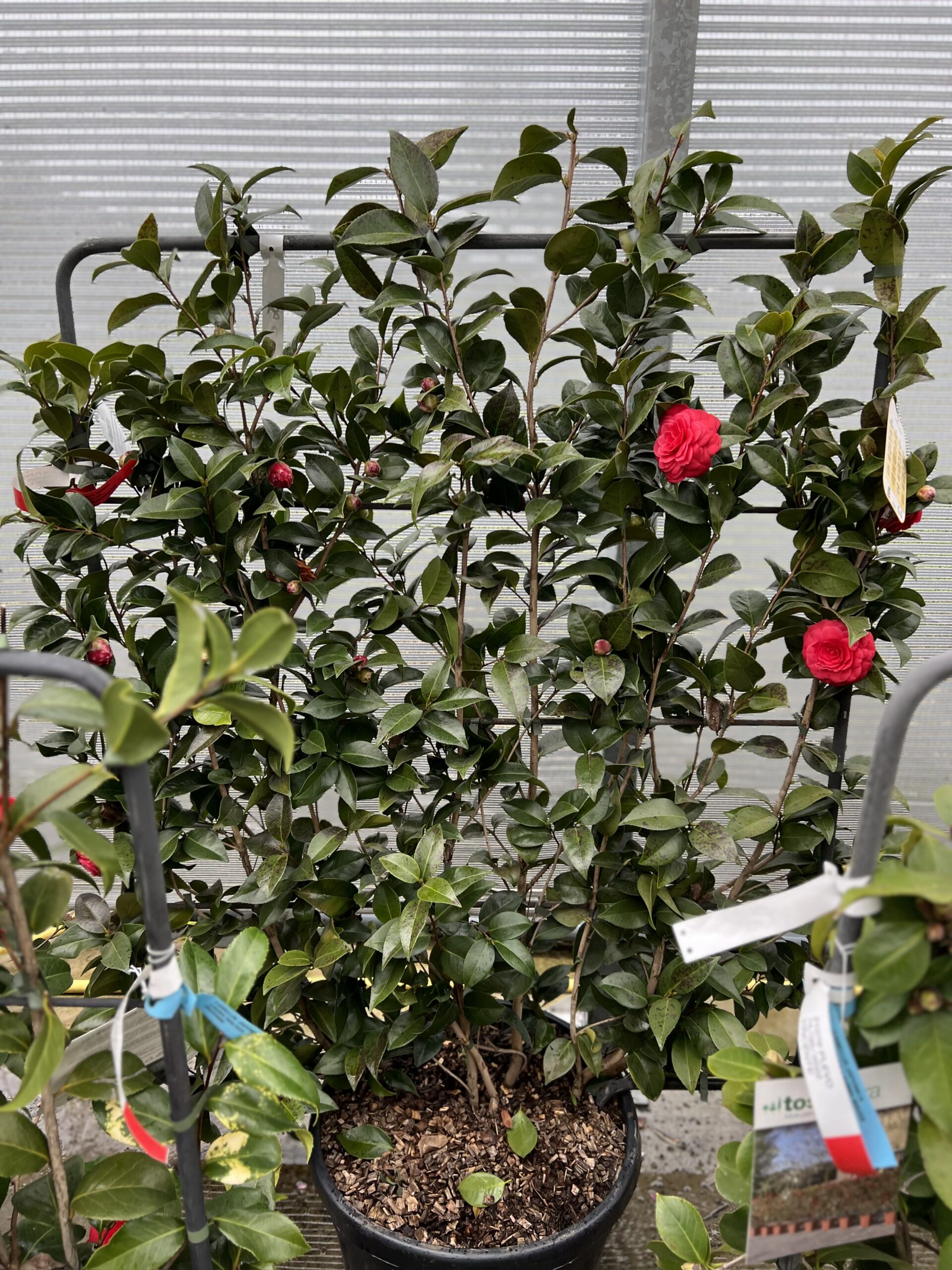 Camelia Japonica op kader XL