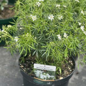 Choisya ternata White Dazzler Noble