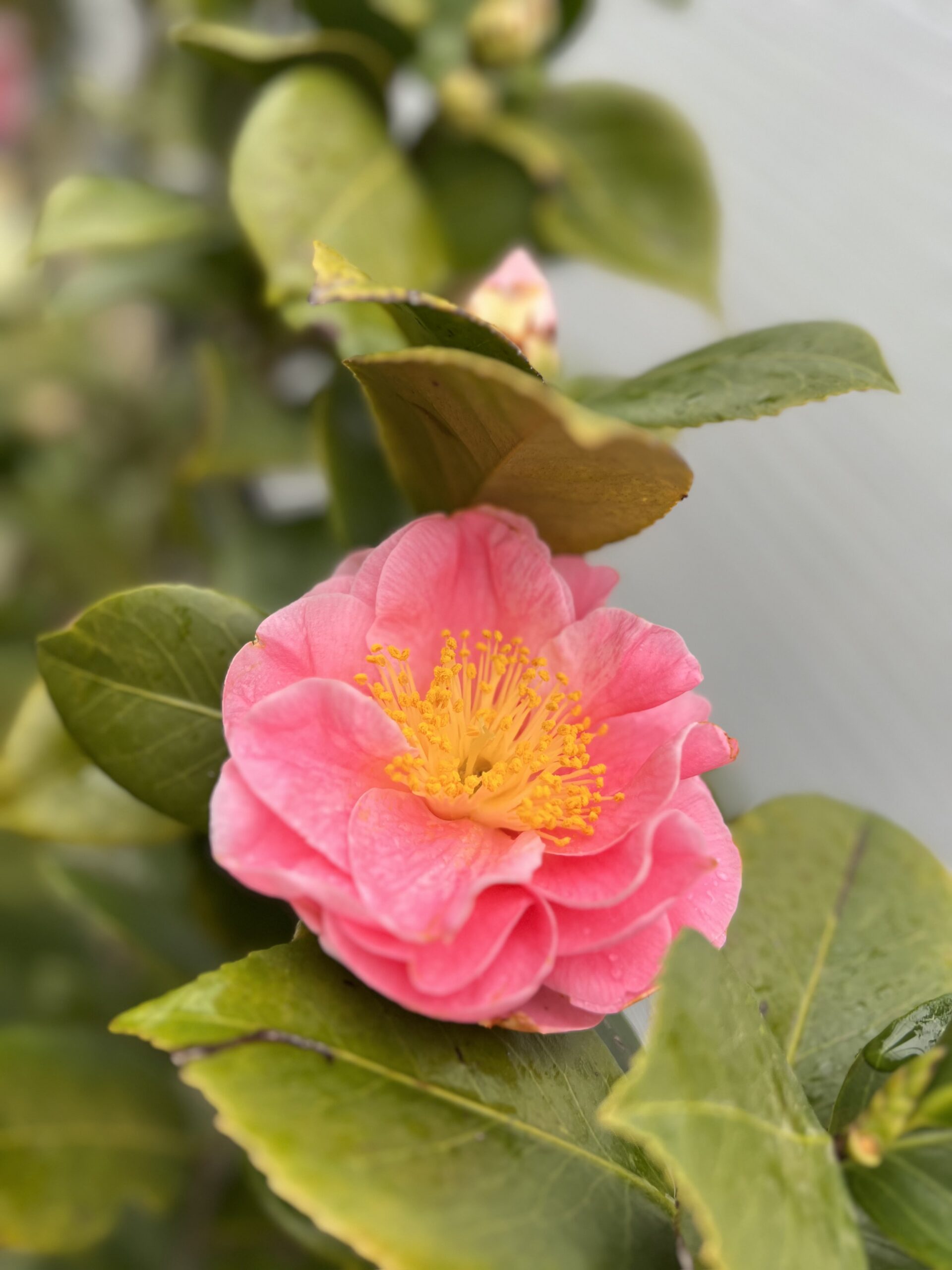 Camelia Japonica op kader XL - Image 4