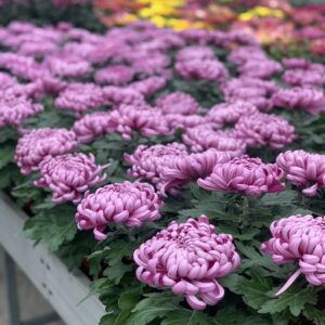 Chrysanthemum pot dia 21