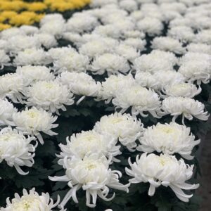 Chrysanthemum pot dia 17